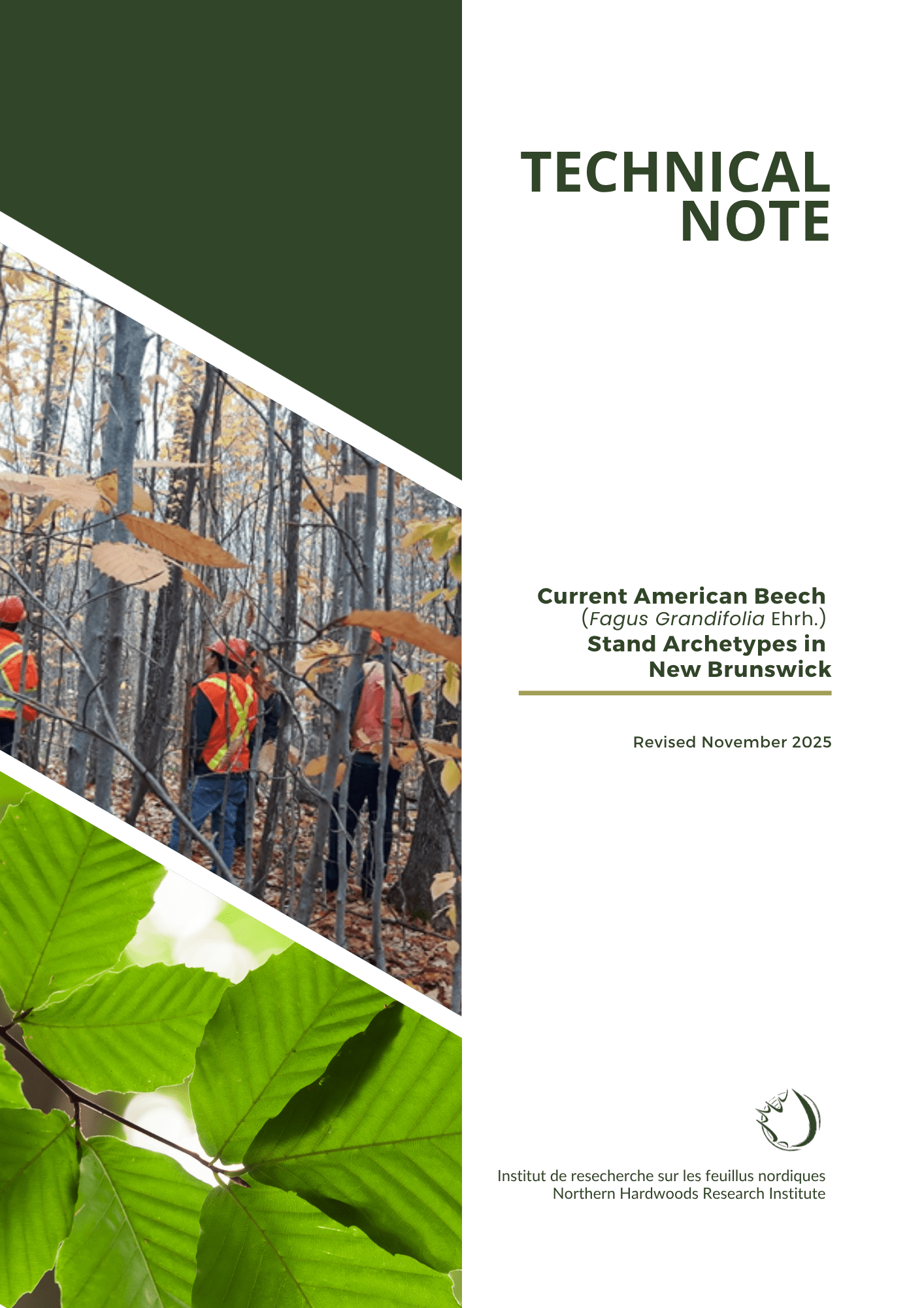 Current American Beech Stand Archetypes in NB  &nbsp;&nbsp;&nbsp;&nbsp;&nbsp;&nbsp;