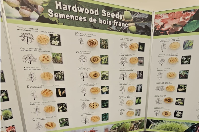 hardwood seeds NHC 2023