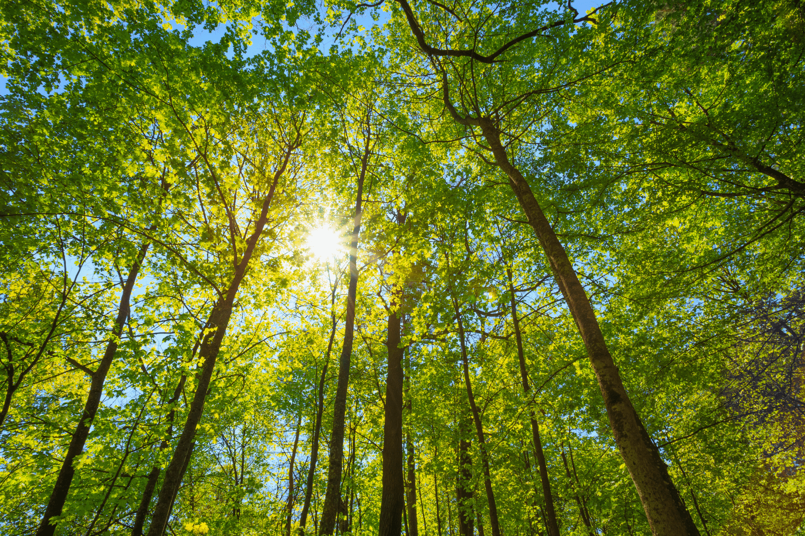 Field Notes in Forestry - Northern Hardwoods Research Institute