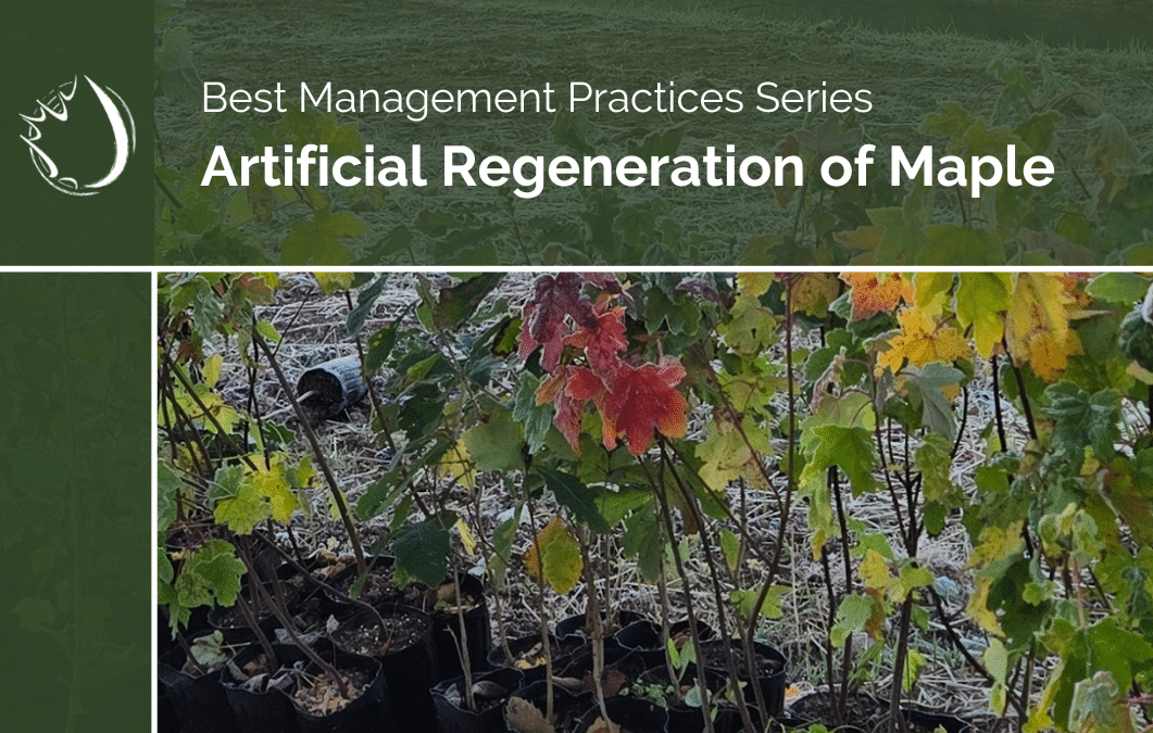 Artificial Regeneration of Maple Guide Vol. 2 – Site Preparation Tending and Maintenance – ARM