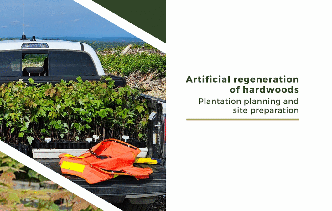 Plantation Planning-Artificial regeneration of maple-ARM