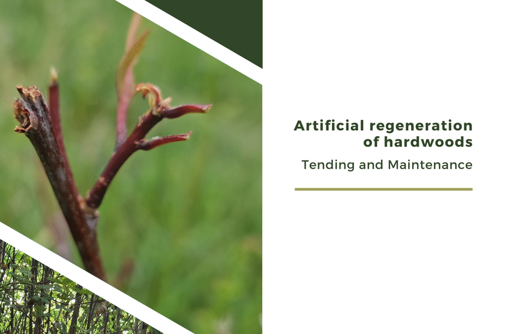 Tending and Maintenance-Artificial regeneration of maple-ARM