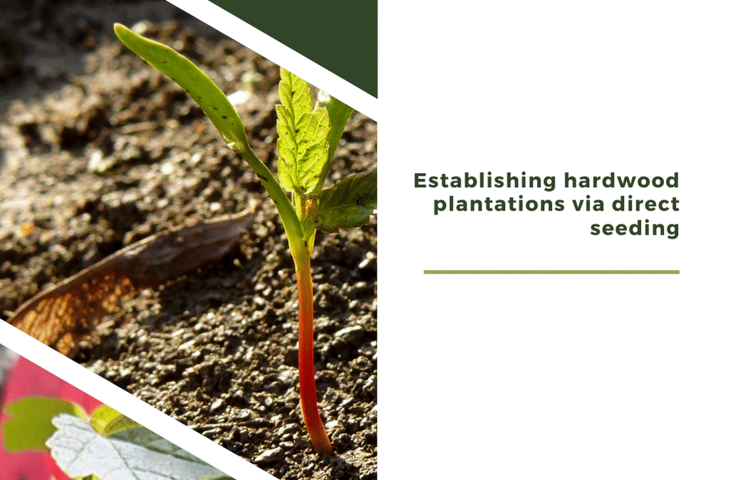 Establishing Harwood Plantations via Direct Seeding-Artificial regeneration of maple-ARM