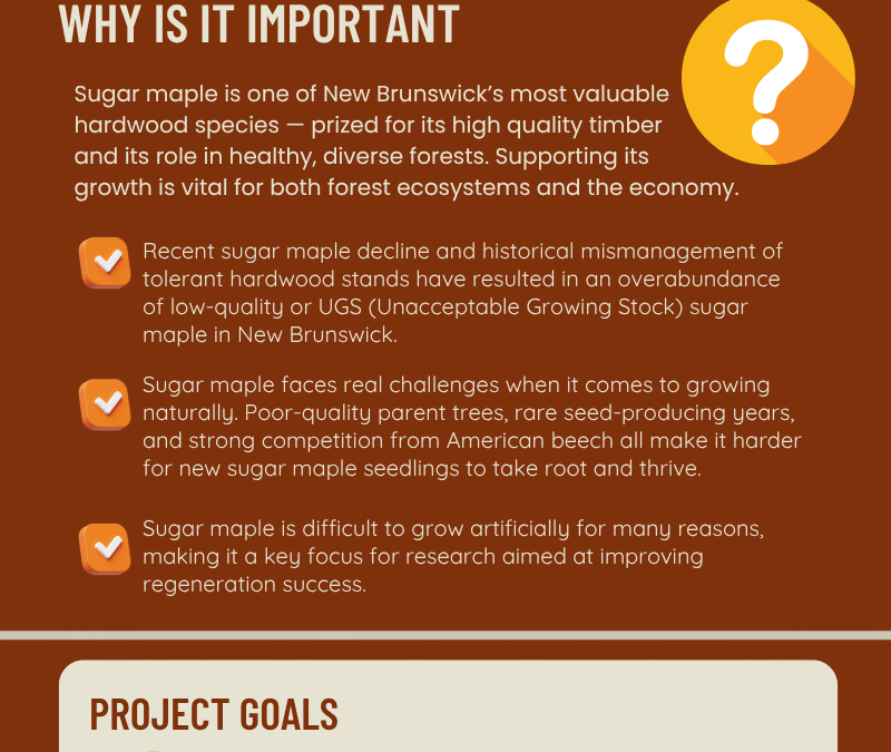 Plantation Planning & Site Preparation-Artificial regeneration of maple-ARM
