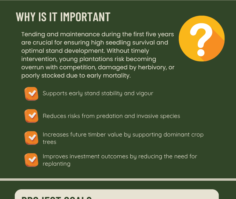 Plantation Tending & Maintenance-Artificial regeneration of maple-ARM