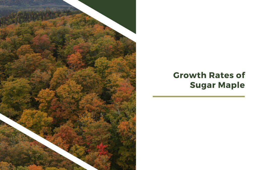Growth Rates of Sugar Maple