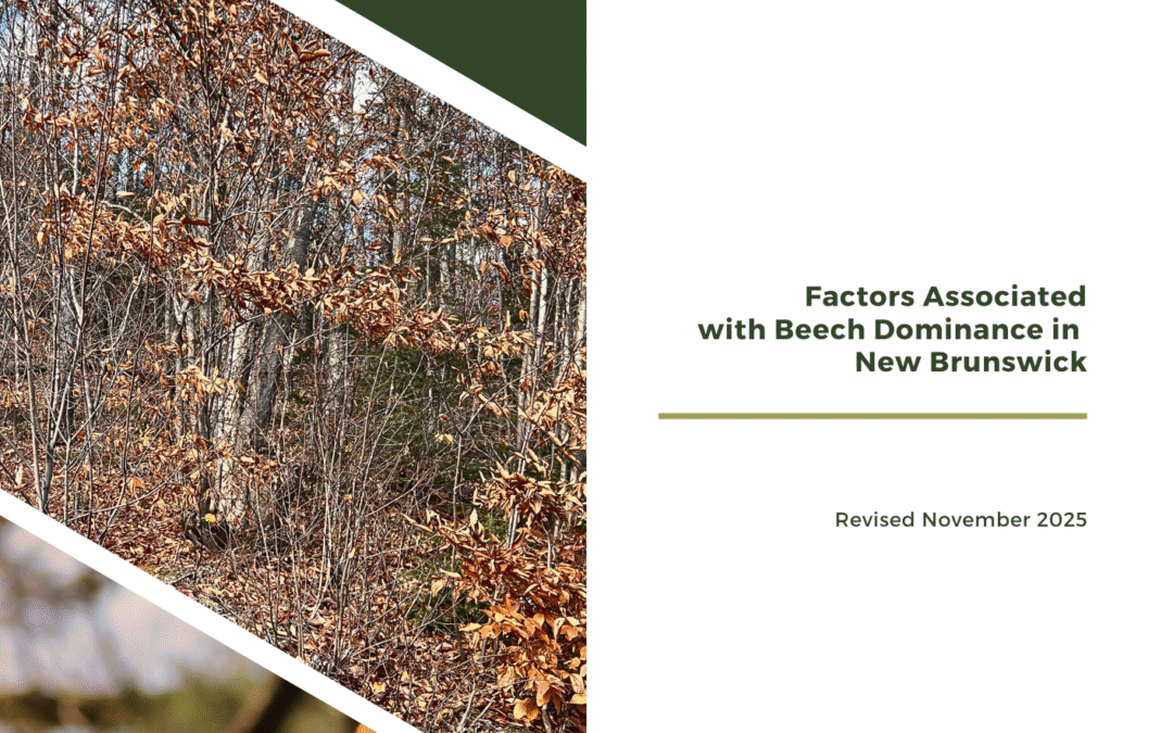 Current American Beech Stand Archetypes in NB  &nbsp;&nbsp;&nbsp;&nbsp;&nbsp;&nbsp;