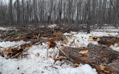 What Are We Leaving Behind? The Challenge of Assessing Residual Biomass in Hardwood Operations